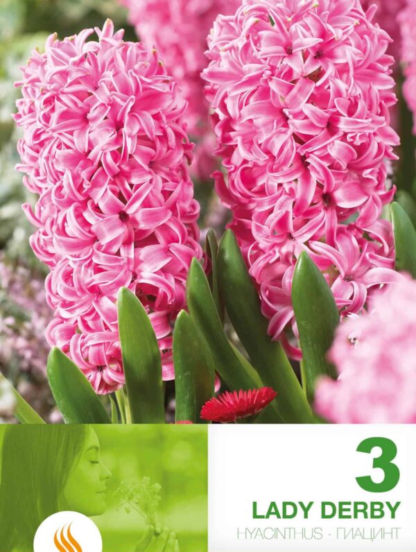 Hyacinthus Lady Derby
