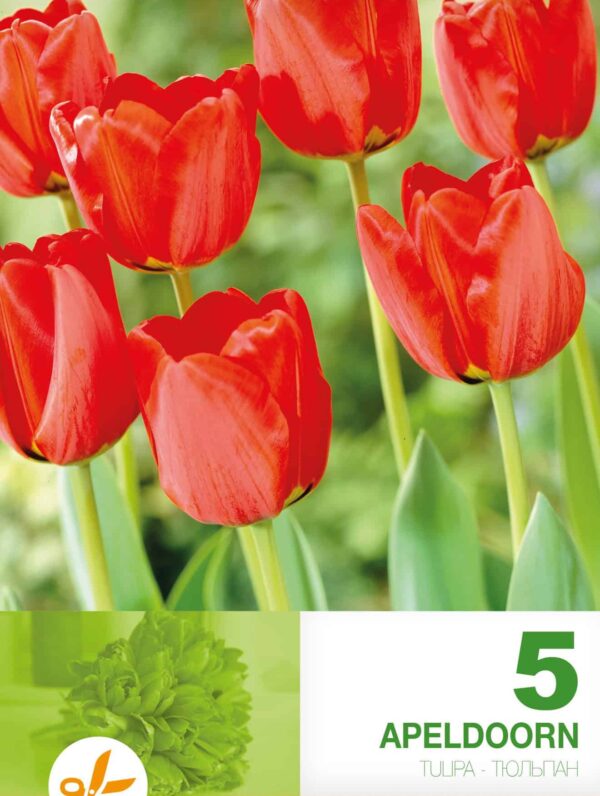 Tulipa Apeldoorn