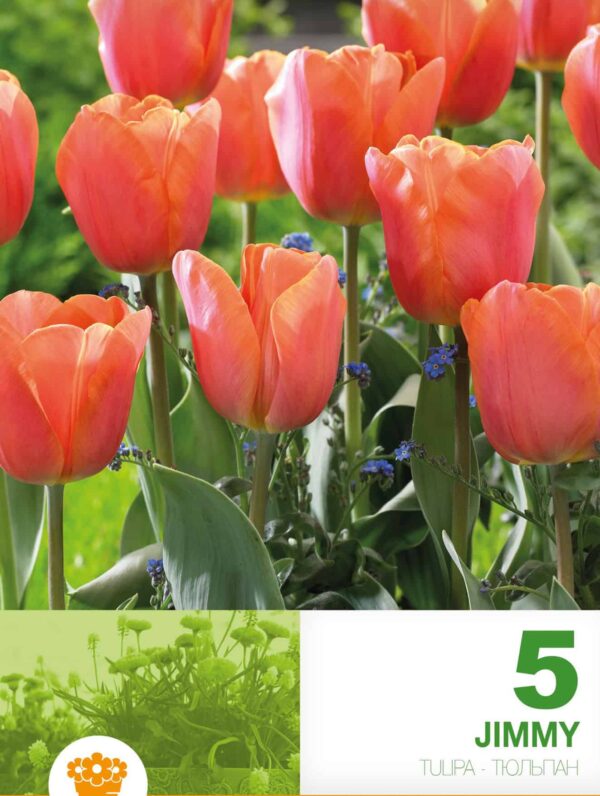 Tulipa Jimmy