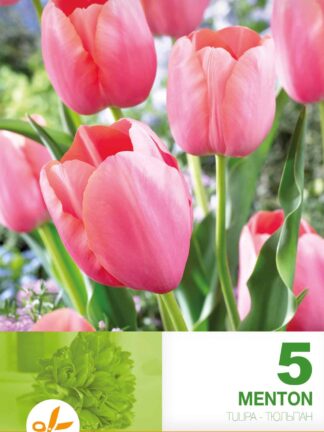 Tulipa Menton