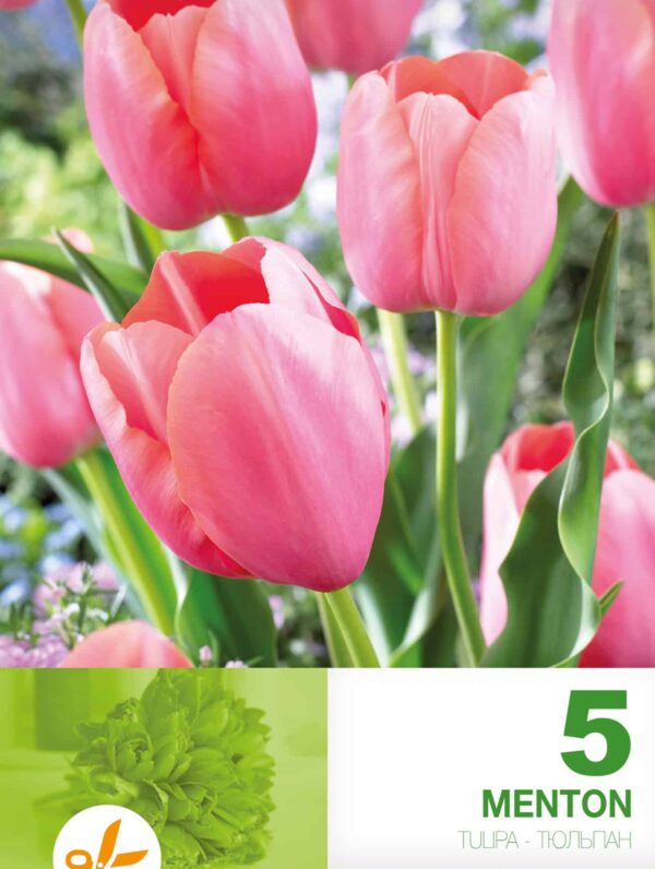 Tulipa Menton