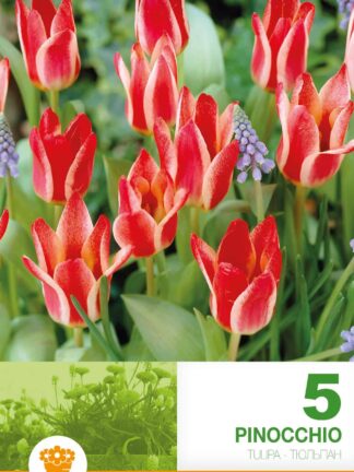 Tulipa Pinocchio