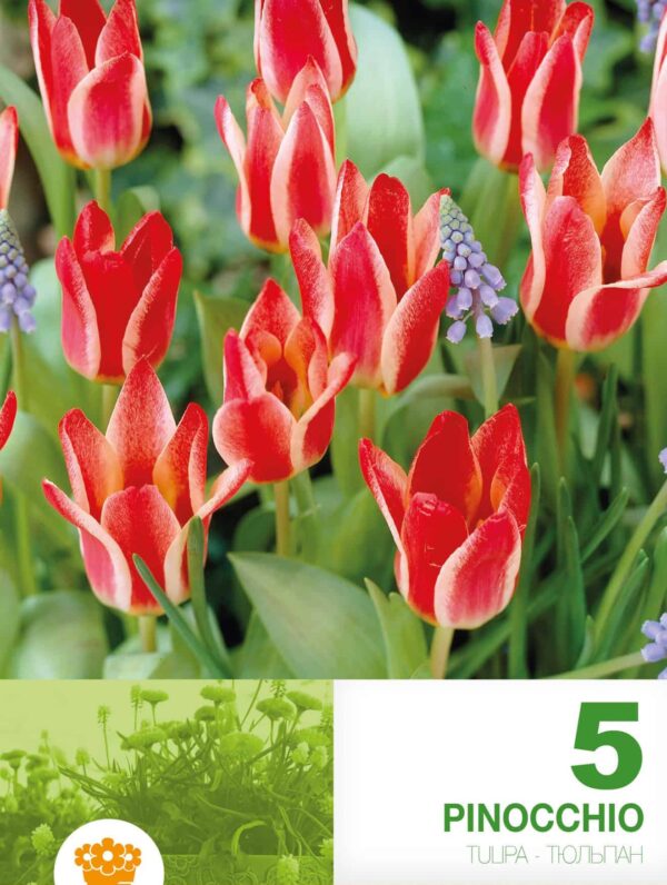 Tulipa Pinocchio