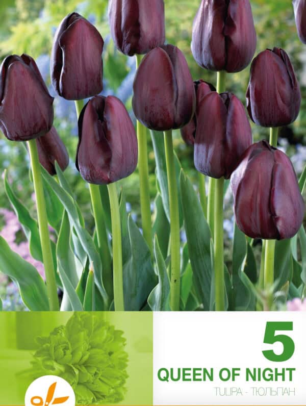 Tulipa Queen of Night