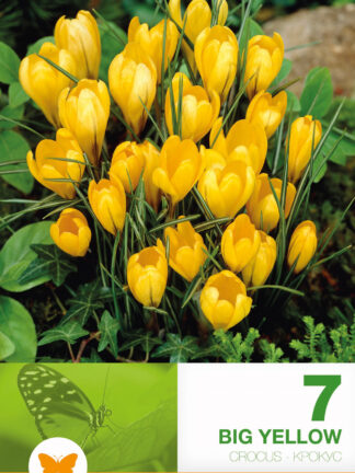 Crocus Big Yellow