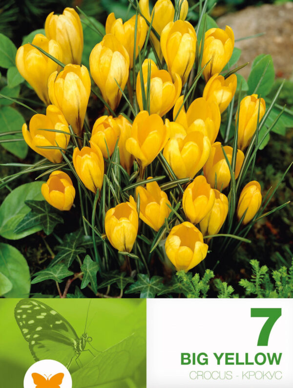 Crocus Big Yellow