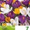 Crocus Vernus Mixed
