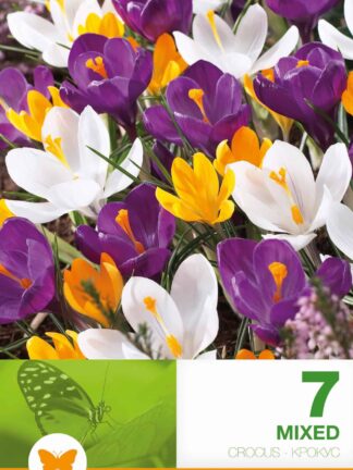 Crocus Vernus Mixed