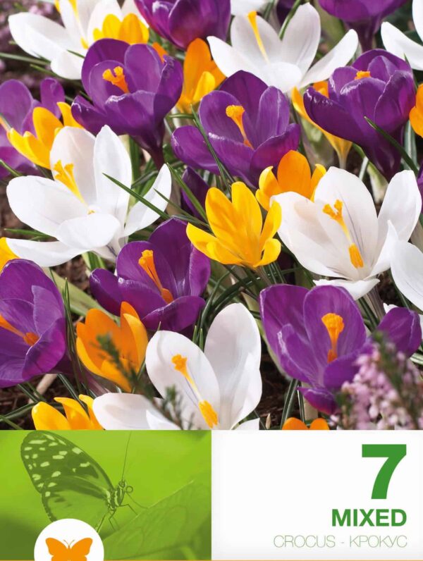 Crocus Vernus Mixed