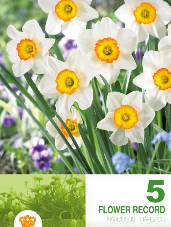 Narcissus Flower Record