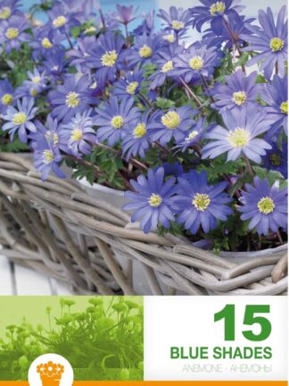 Anemone Blanda Blue Shades