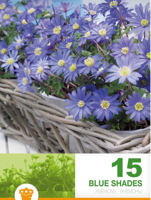 Anemone Blanda Blue Shades