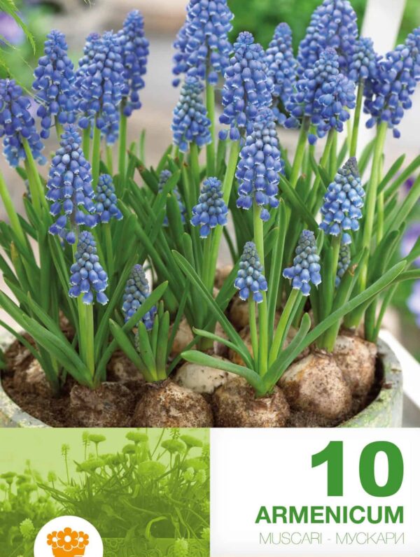 Muscari Armeniacum