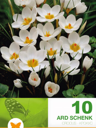 Crocus Ard Schenk