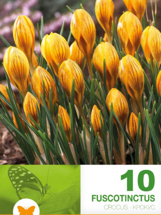 Crocus Fuscotinctus