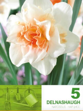 Narcissus Delnashaugh