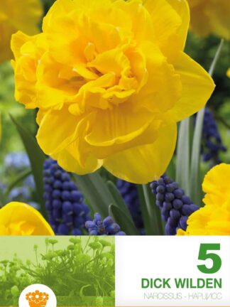 Narcissus Dick Wilden