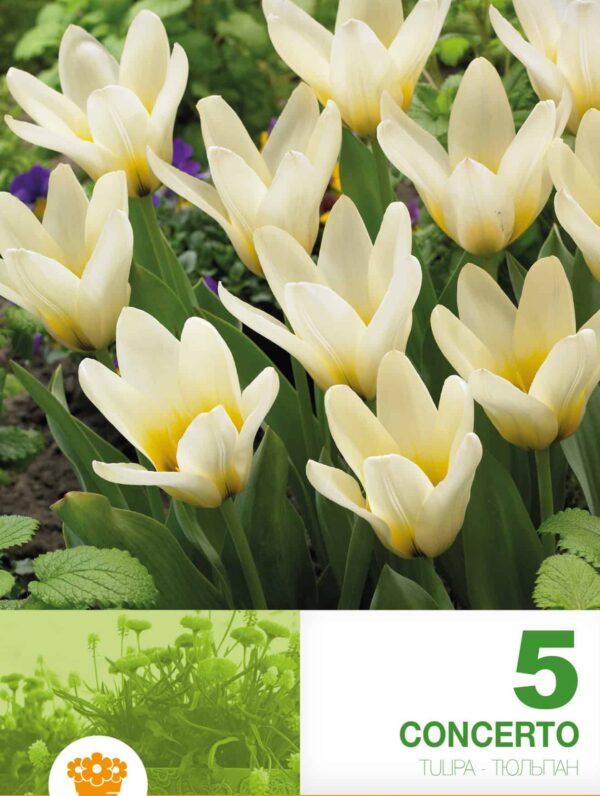 Tulipa Concerto