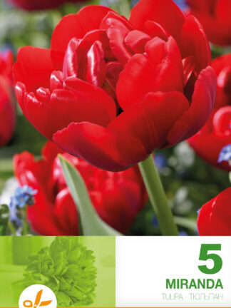 Tulipa Miranda