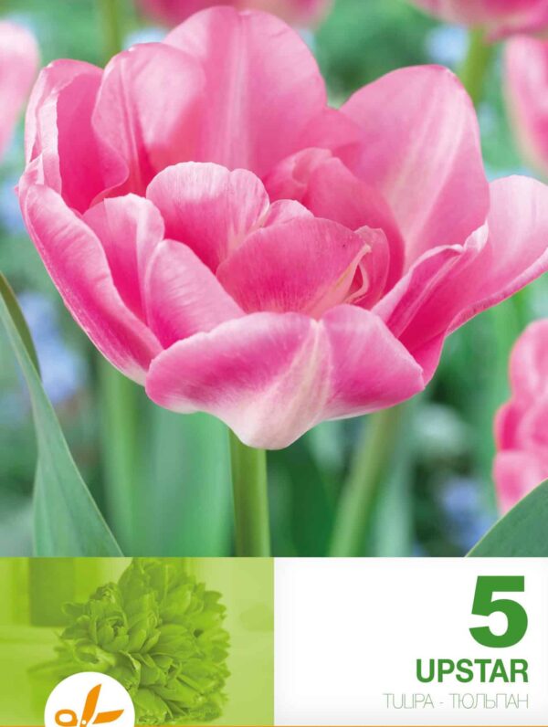 Tulipa Upstar