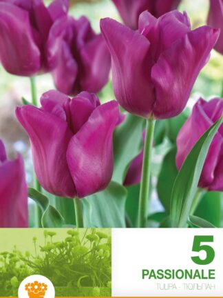 Tulipa Passionale