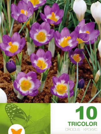 Crocus Sublimis Tricolor