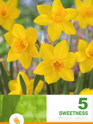 Narcissus Sweetness