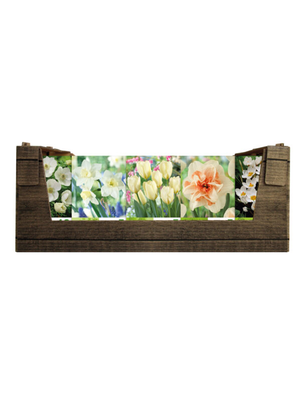 Economy Display box White