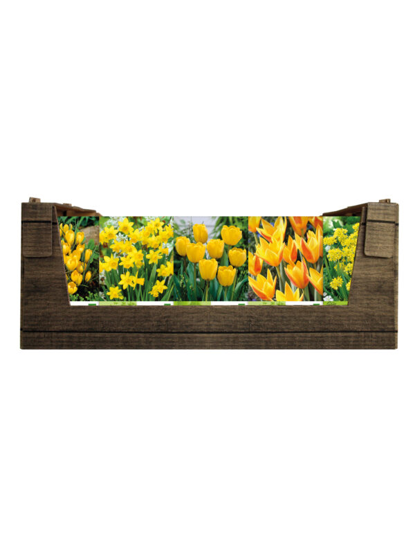Economy Display box Yellow