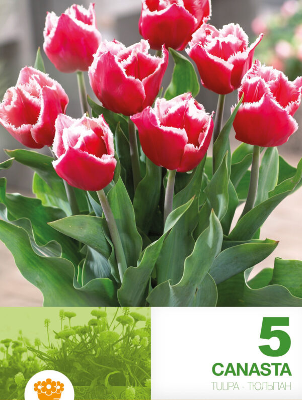 Tulipa Canasta