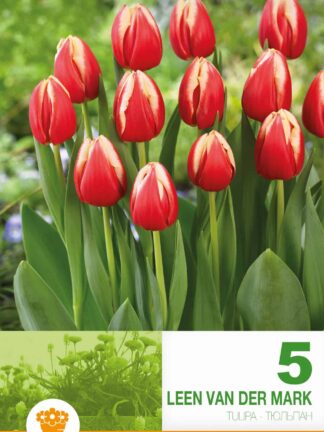 Tulipa Leen van der Mark
