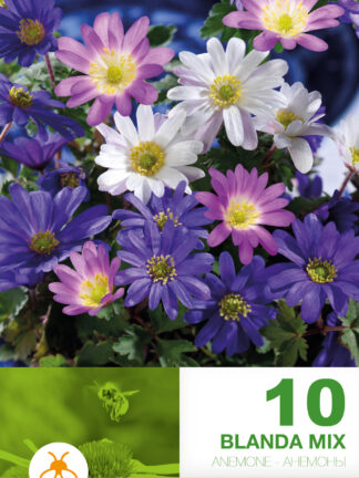 Anemone Blanda Mixed
