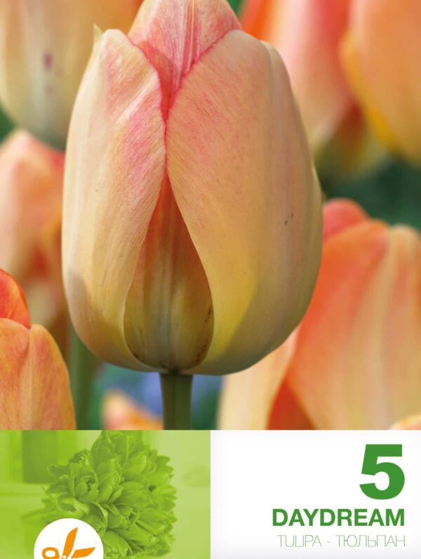Tulipa Daydream