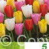 Tulipa Triumph Mixed