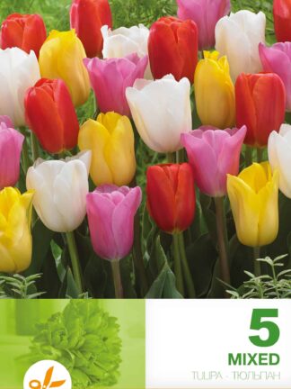 Tulipa Triumph Mixed