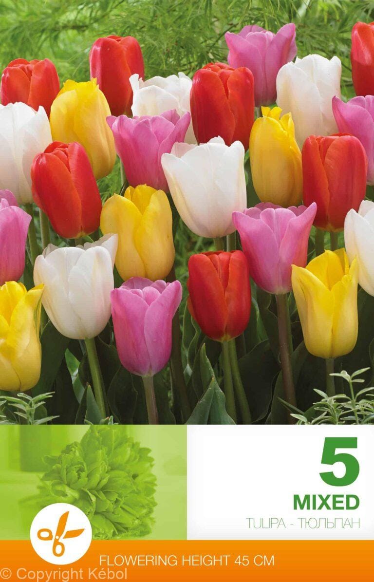 Tulipa Triumph Mixed
