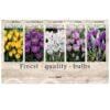 Showbox Crocus 106636