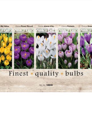 Showbox Crocus 106636