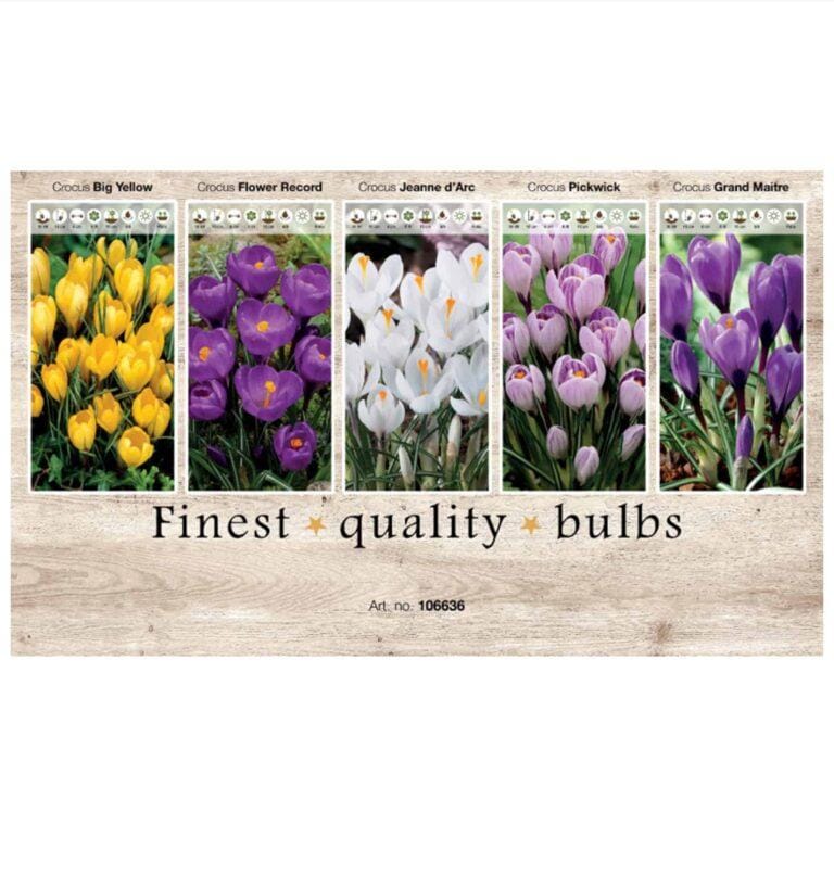 Showbox Crocus 106636