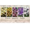 Showbox Crocus 106637