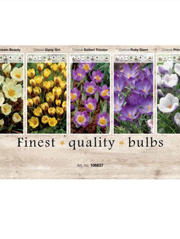 Showbox Crocus 106637