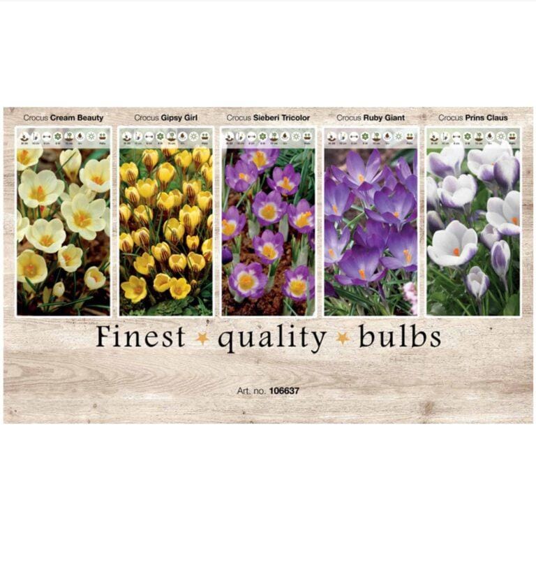 Showbox Crocus 106637