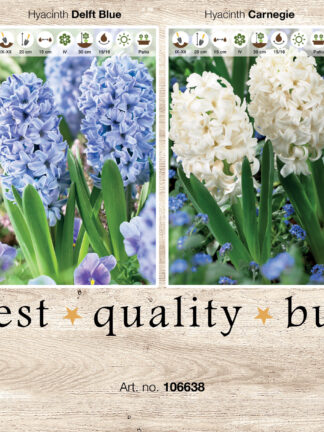 Showbox Hyacinthus 106638
