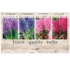 Showbox Hyacinthus 106639