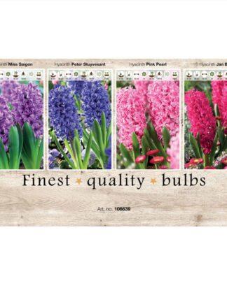 Showbox Hyacinthus 106639