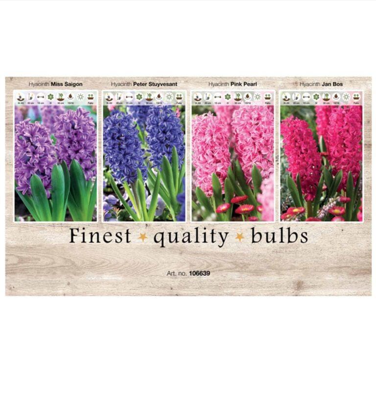 Showbox Hyacinthus 106639