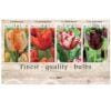 Showbox Tulipa 106641