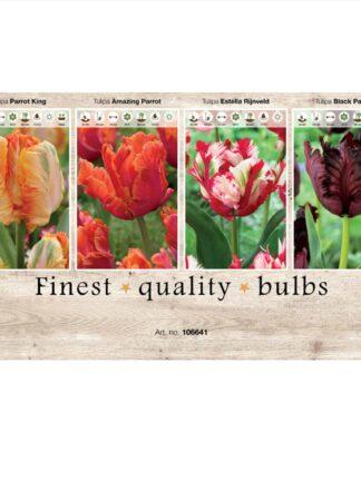 Showbox Tulipa 106641