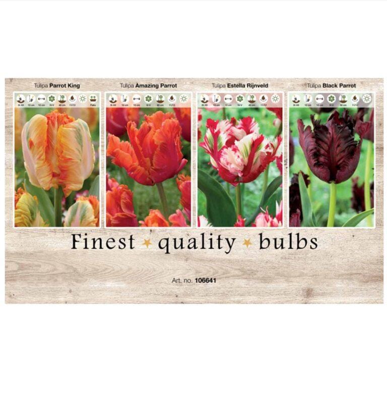 Showbox Tulipa 106641