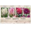 Showbox Tulipa 106642
